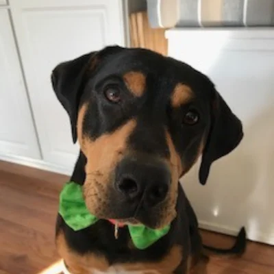 Bo