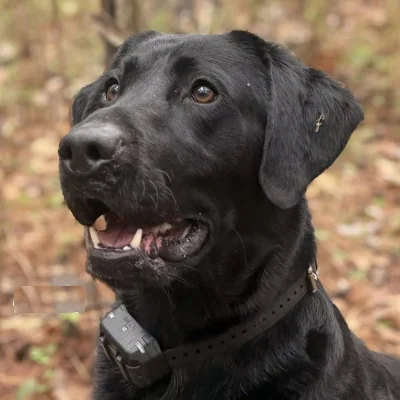Hank