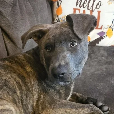 Pete