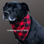 Founding canine Rock
