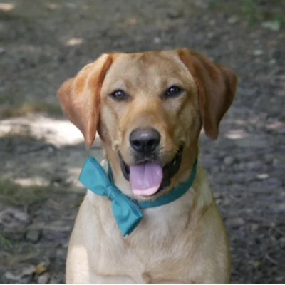 Ziva