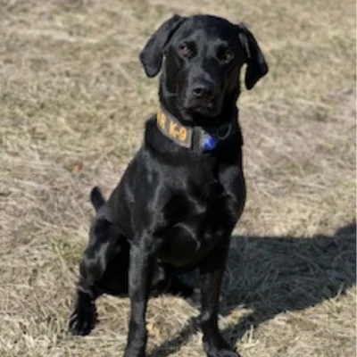 Zula