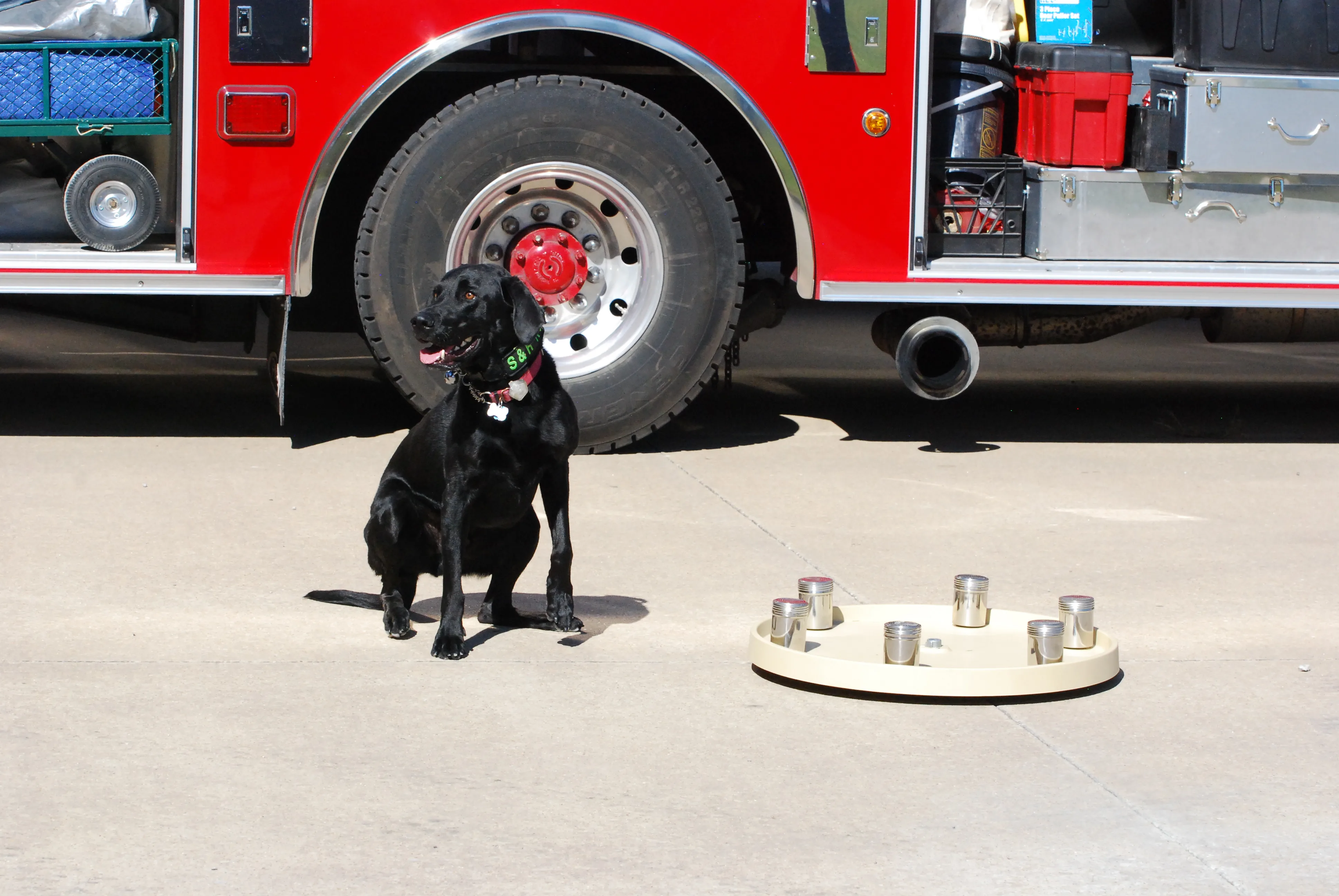 SAR K9 canine Zula during demonstration